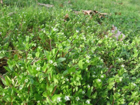 arenaria serpyllifolia