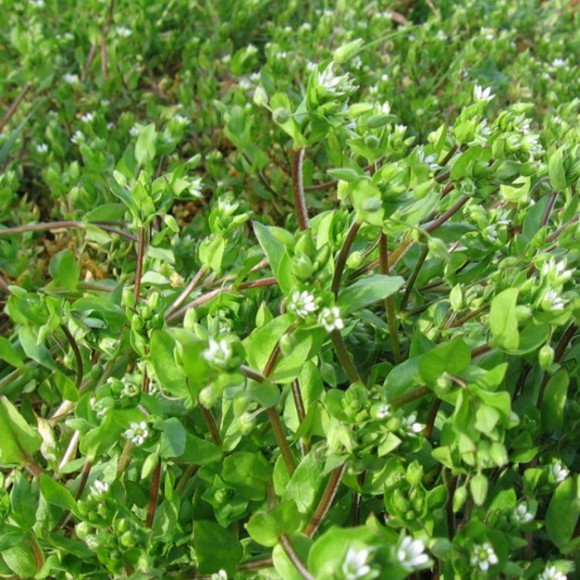 arenaria serpyllifolia