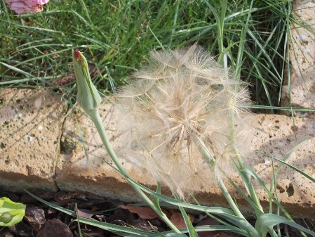 baciapreti tragopogon pratensis, barba di becco fiore