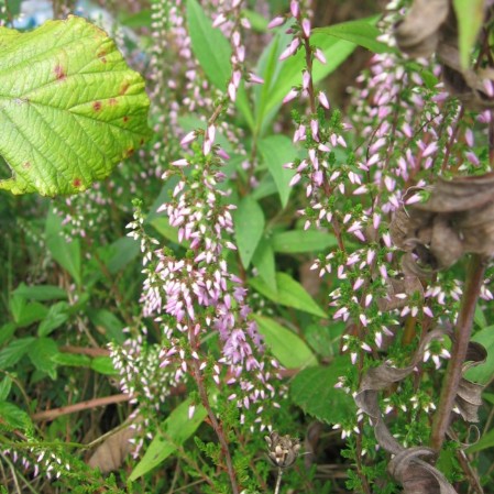 brugo, falsa erica, erica selvatica (calluna vulgaris)
