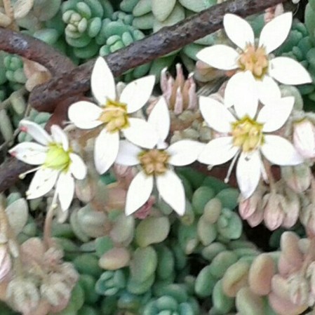 borracina cinerea - sedum dasyphyllum